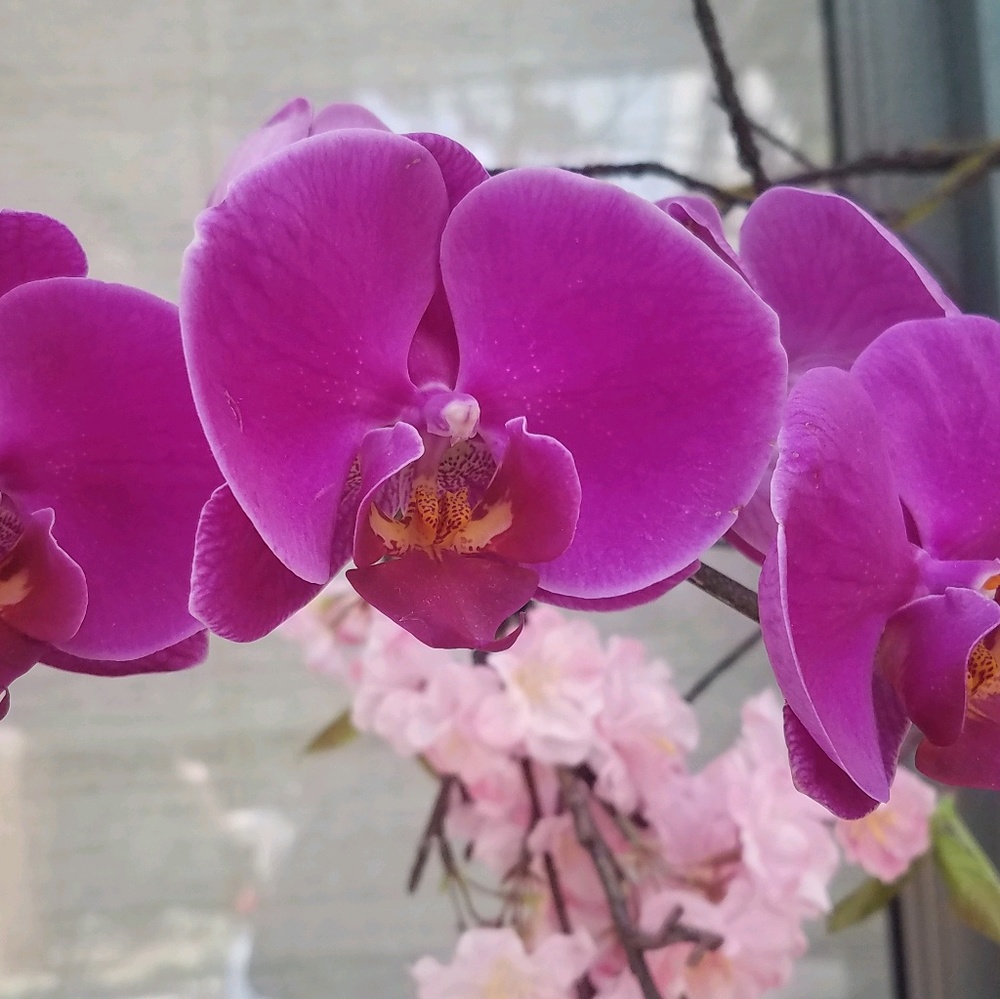 Meet your Posher, Jacqueline